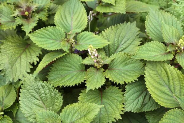 Lá tía tô giúp trị nám da