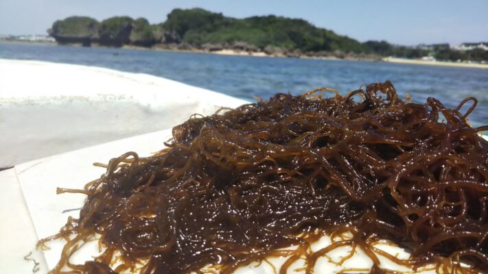 Tảo nâu Okinawa Genki Fami: Nuôi trồng tại vùng nước sâu Nhật Bản khác biệt gì so với nơi khác?