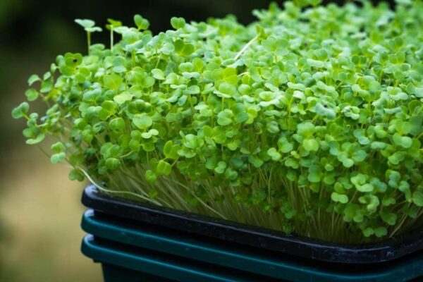 mầm súp lơ xanh chứa nhiều dinh dưỡng