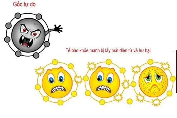 gốc tự do và cần chống oxy hóa