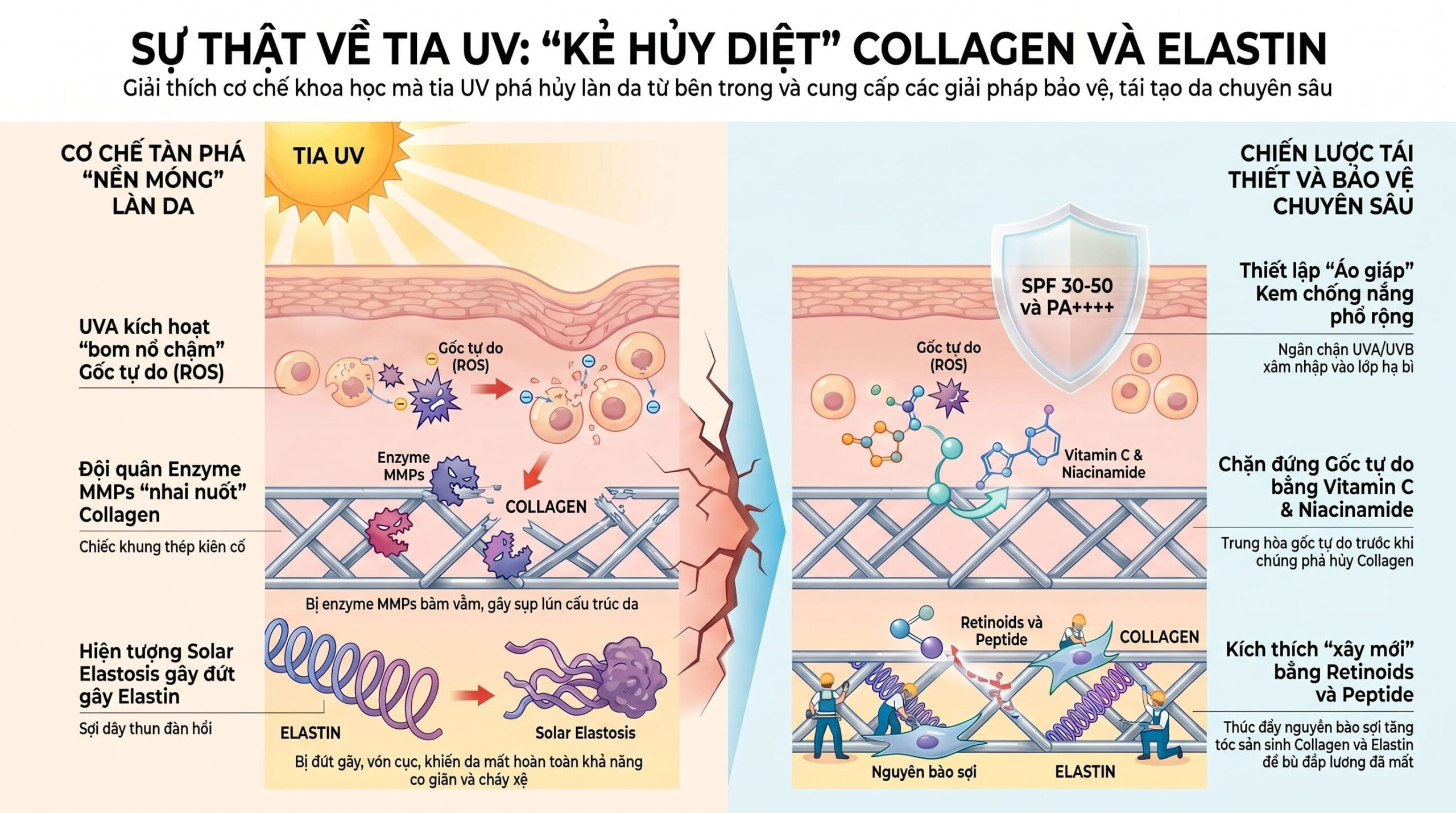 Cơ chế tia UV phá hủy cấu trúc Collagen và gây đứt gãy sợi Elastin dưới da